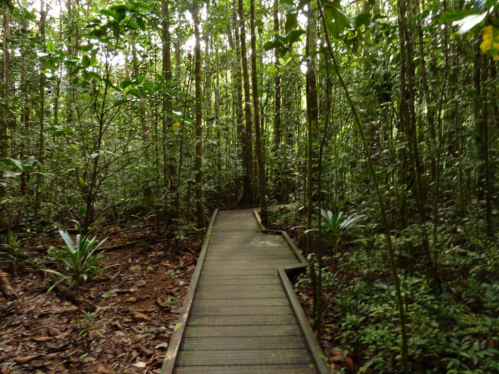 รูปถ่าย นิวแคลิโดเนีย(New Caledonia) อุทยานริเวียร์เบลอ(Parc de la Riviere Bleue) โรงแรมเลอกร็องกาโอรี(Le Grand Kaori) 2010-05 17