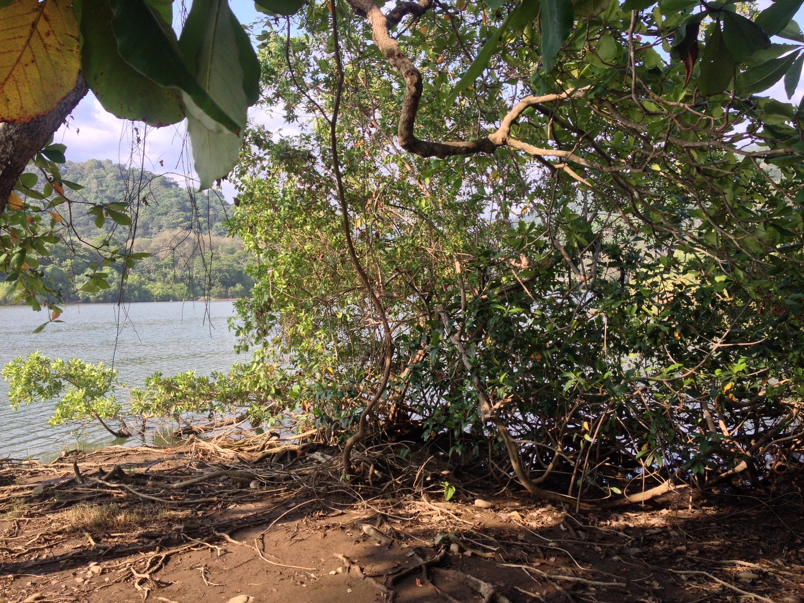 รูปถ่าย คอสตาริกา(Costa Rica) โดมินิกัล(Dominical) 2015-03 69