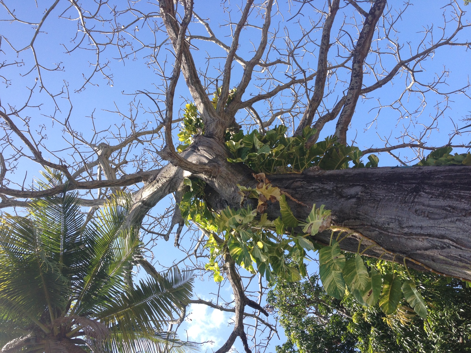 รูปถ่าย ปานามา(Panama) ซานการ์โลส(San Carlos) 2015-03 66