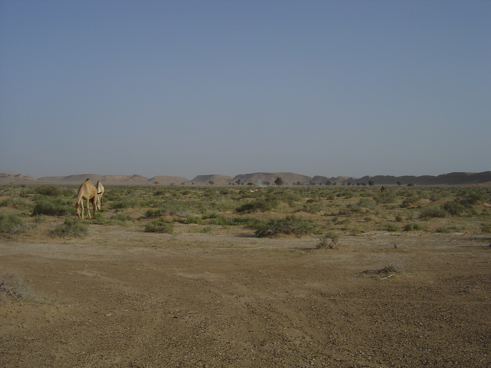 รูปถ่าย โอมาน(Oman) จากบูไมิไปถนนมาฮาดา(Buraimi to Mahada road) 2005-03 44