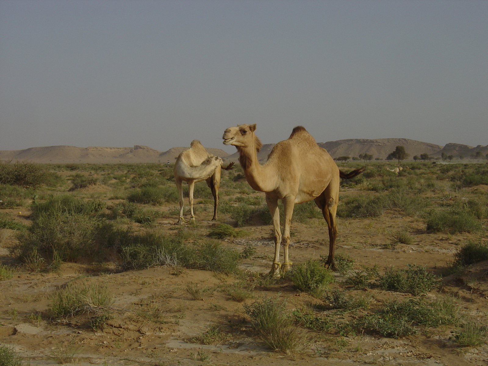 รูปถ่าย โอมาน(Oman) จากบูไมิไปถนนมาฮาดา(Buraimi to Mahada road) 2005-03 35