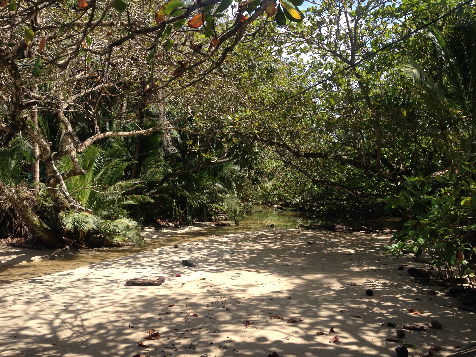 รูปถ่าย คอสตาริกา(Costa Rica) กาอุยตา(Cahuita) 2015-03 242
