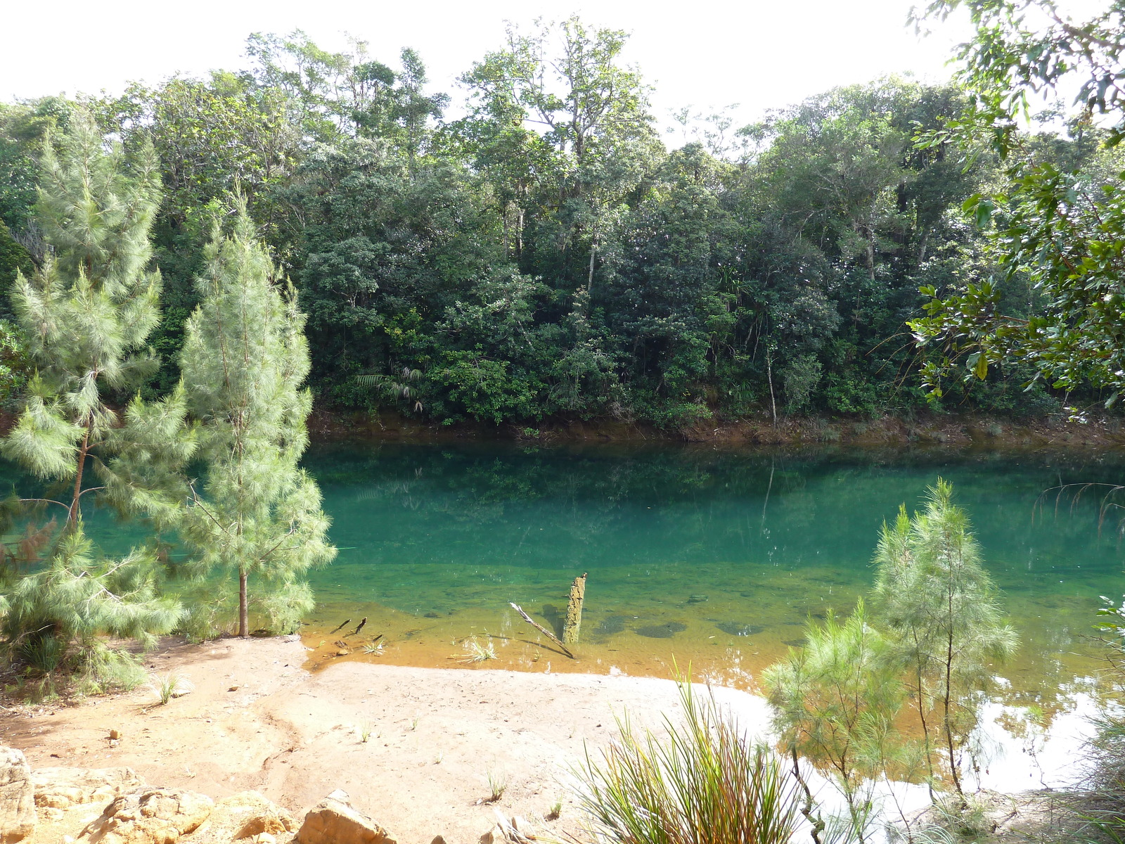 รูปถ่าย นิวแคลิโดเนีย(New Caledonia) อุทยานริเวียร์เบลอ(Parc de la Riviere Bleue) 2010-05 161