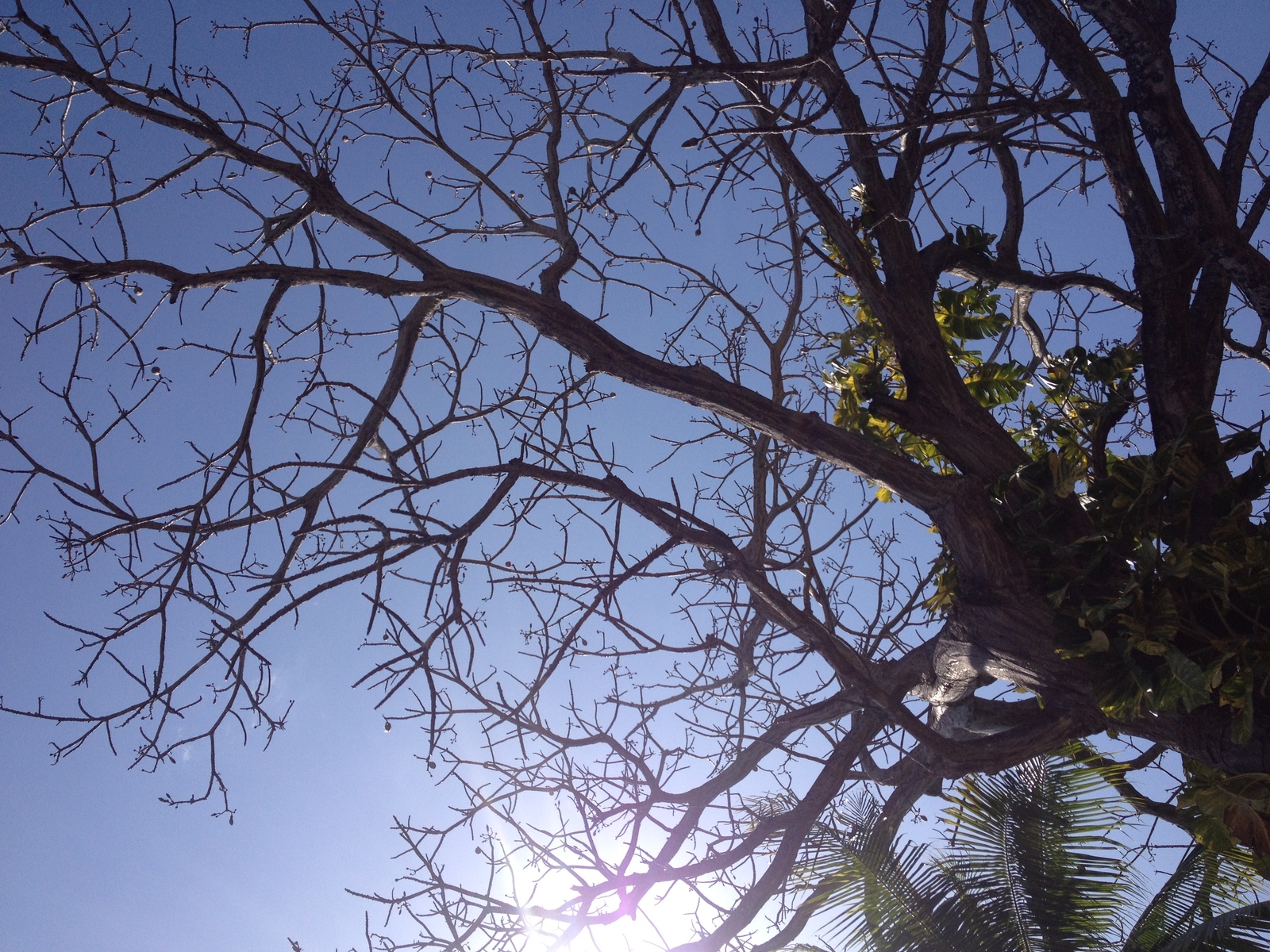 รูปถ่าย ปานามา(Panama) ซานการ์โลส(San Carlos) 2015-03 75