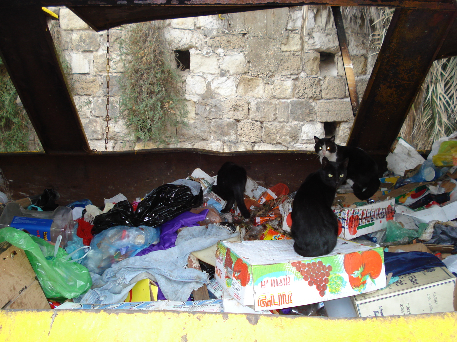 รูปถ่าย อิสราเอล(Israel) จาฟา(Jaffa) 2006-12 252