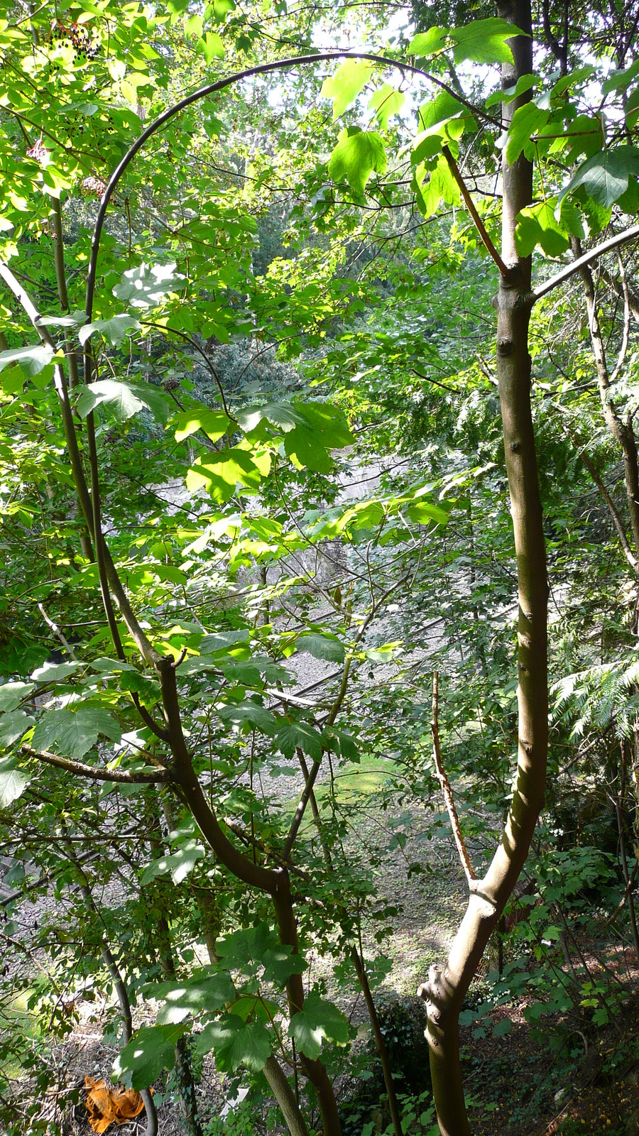 รูปถ่าย ฝรั่งเศส(France) ปารีส(Paris) สวนบุต-โชมง(Parc des Buttes Chaumont) 2007-08 240