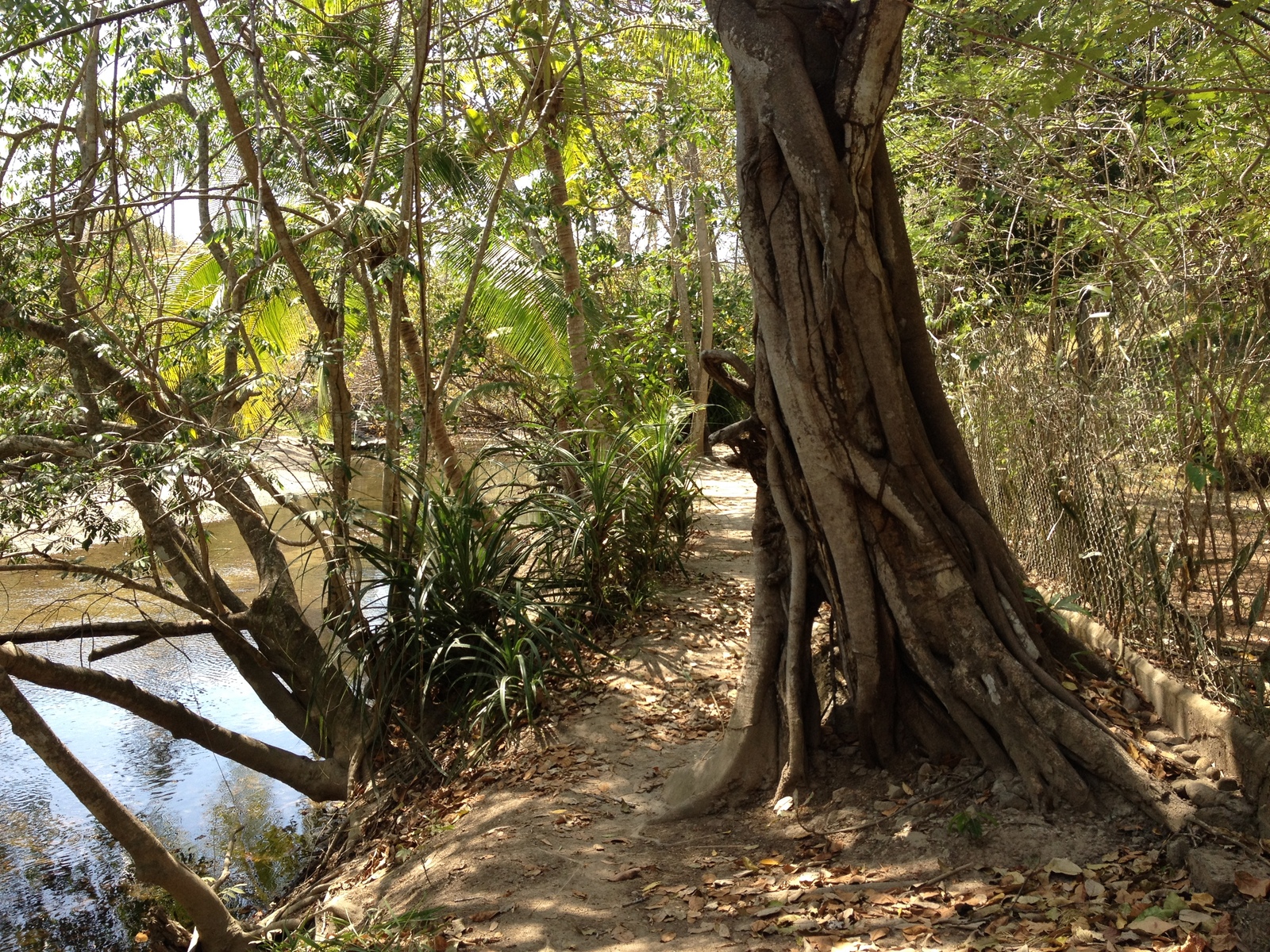 รูปถ่าย ปานามา(Panama) ซานการ์โลส(San Carlos) 2015-03 77