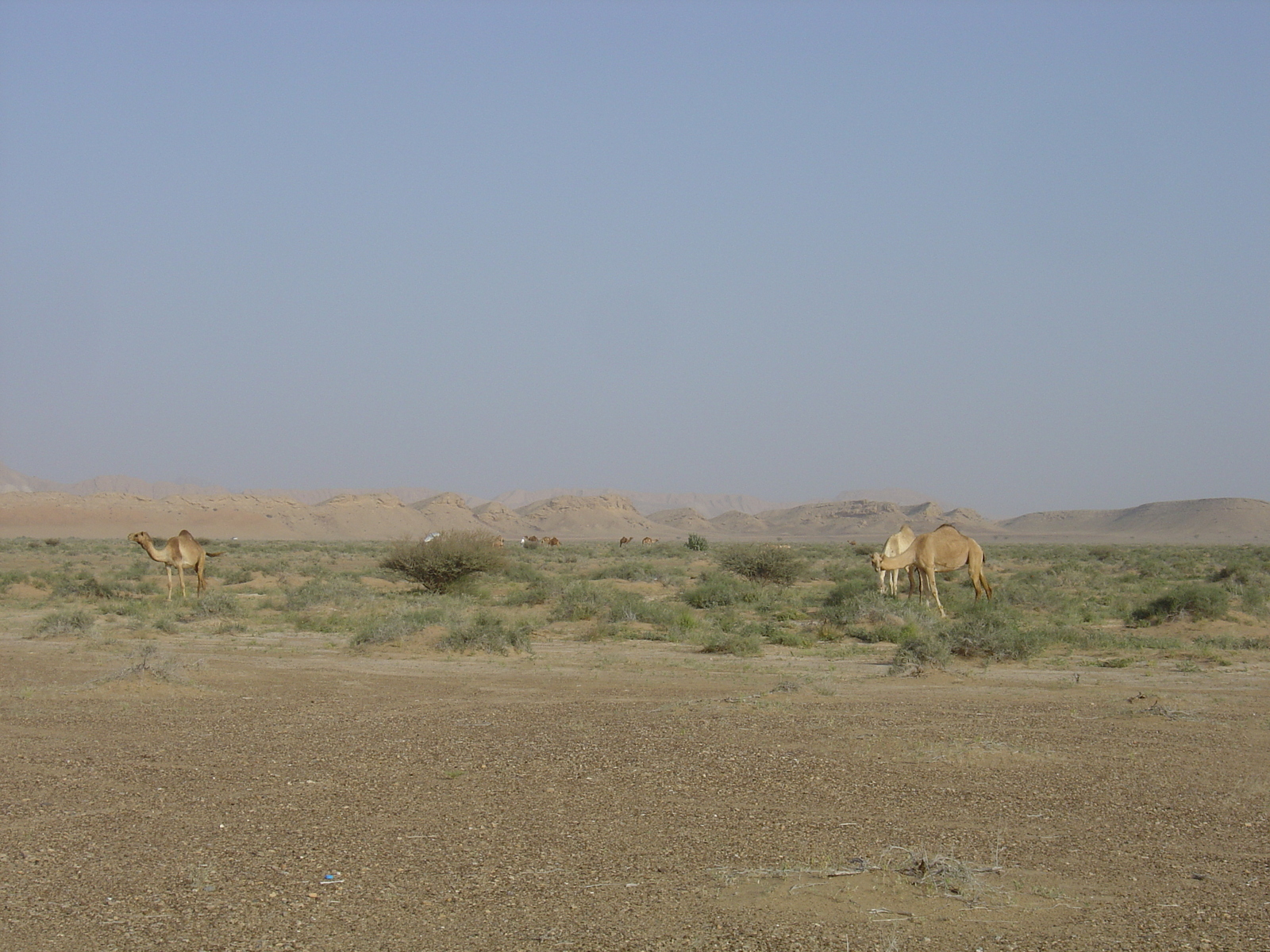 รูปถ่าย โอมาน(Oman) จากบูไมิไปถนนมาฮาดา(Buraimi to Mahada road) 2005-03 34