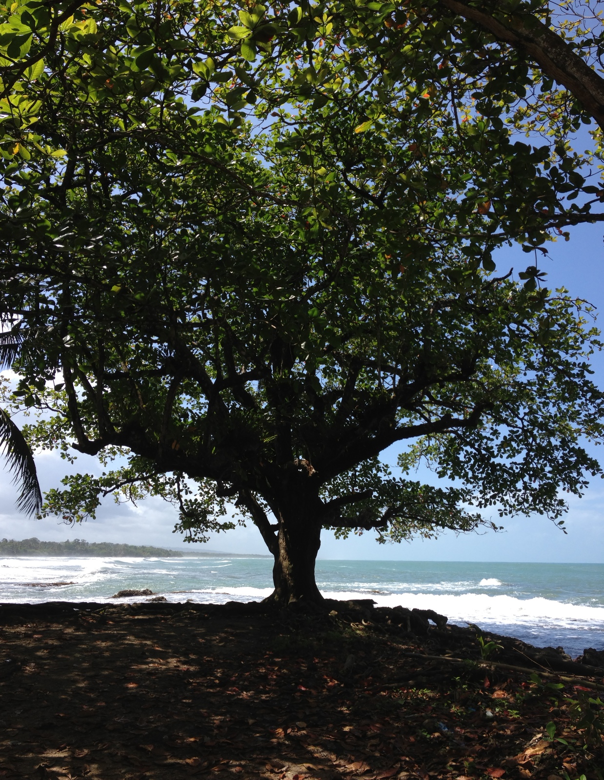 รูปถ่าย คอสตาริกา(Costa Rica) กาอุยตา(Cahuita) 2015-03 270