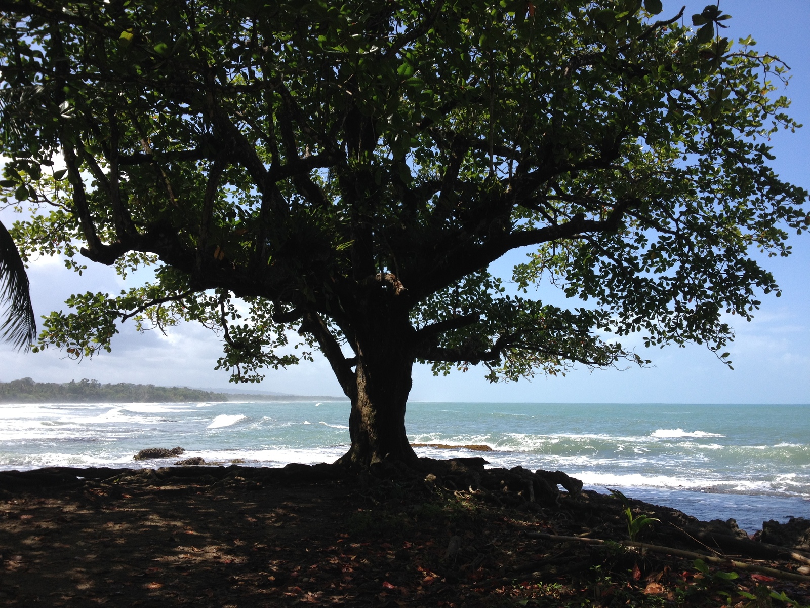 รูปถ่าย คอสตาริกา(Costa Rica) กาอุยตา(Cahuita) 2015-03 261
