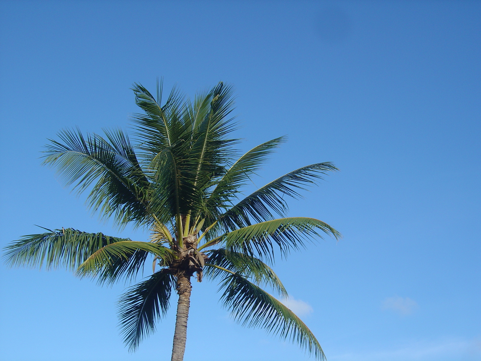 รูปถ่าย เฟรนช์โพลี่นีเซีย(Polynesia) หมู่เกาะมาร์เคซัส(Marquises) 2006-04 0