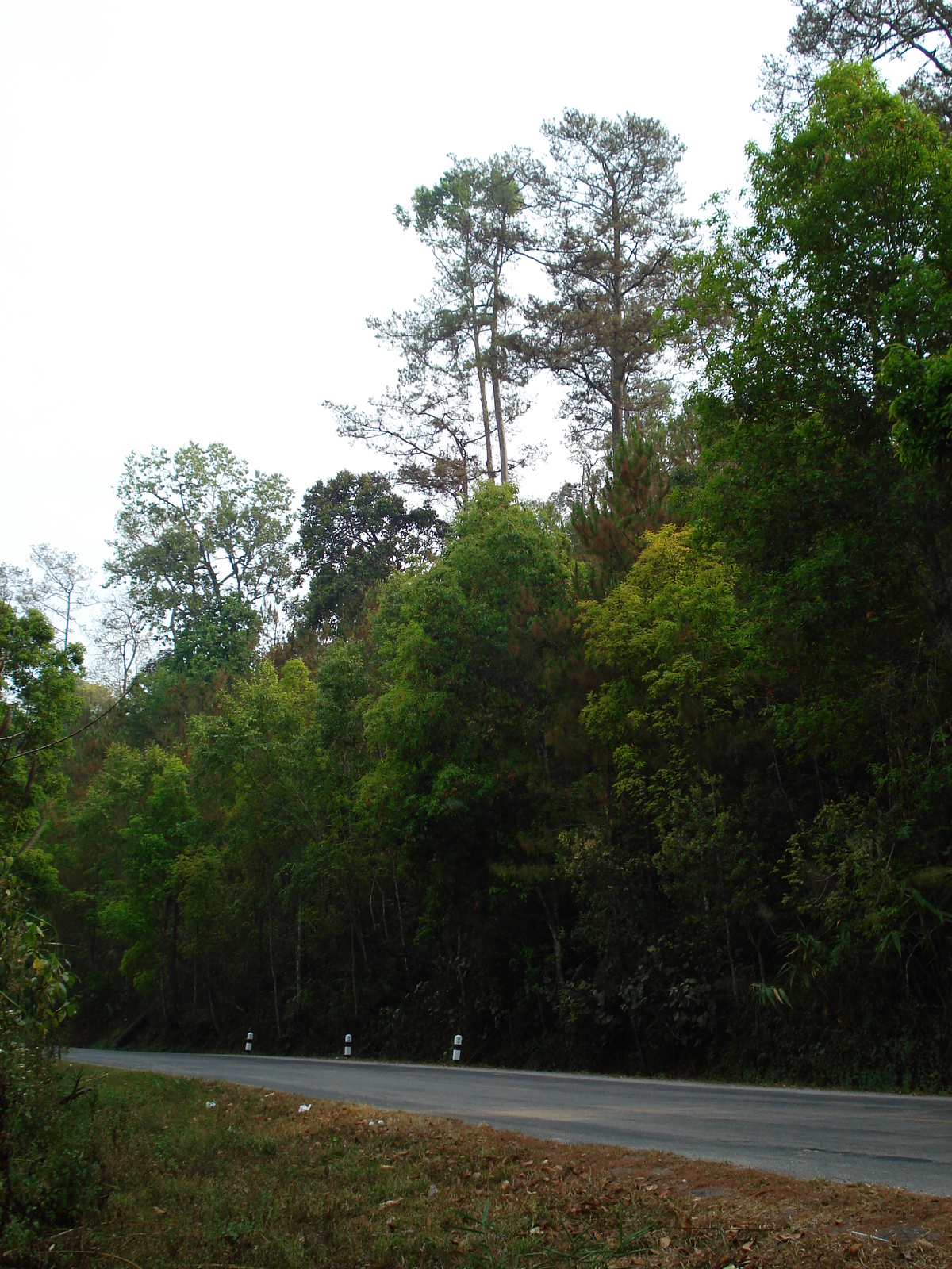 รูปถ่าย ไทย(Thailand) ถนนจากเชียงใหม่ไปปาย(Chiang Mai to Pai road) 2007-02 134