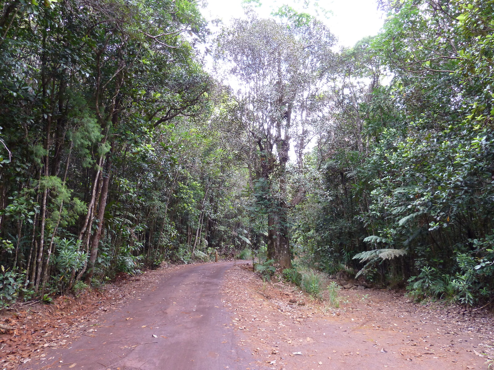 รูปถ่าย นิวแคลิโดเนีย(New Caledonia) อุทยานริเวียร์เบลอ(Parc de la Riviere Bleue) 2010-05 5