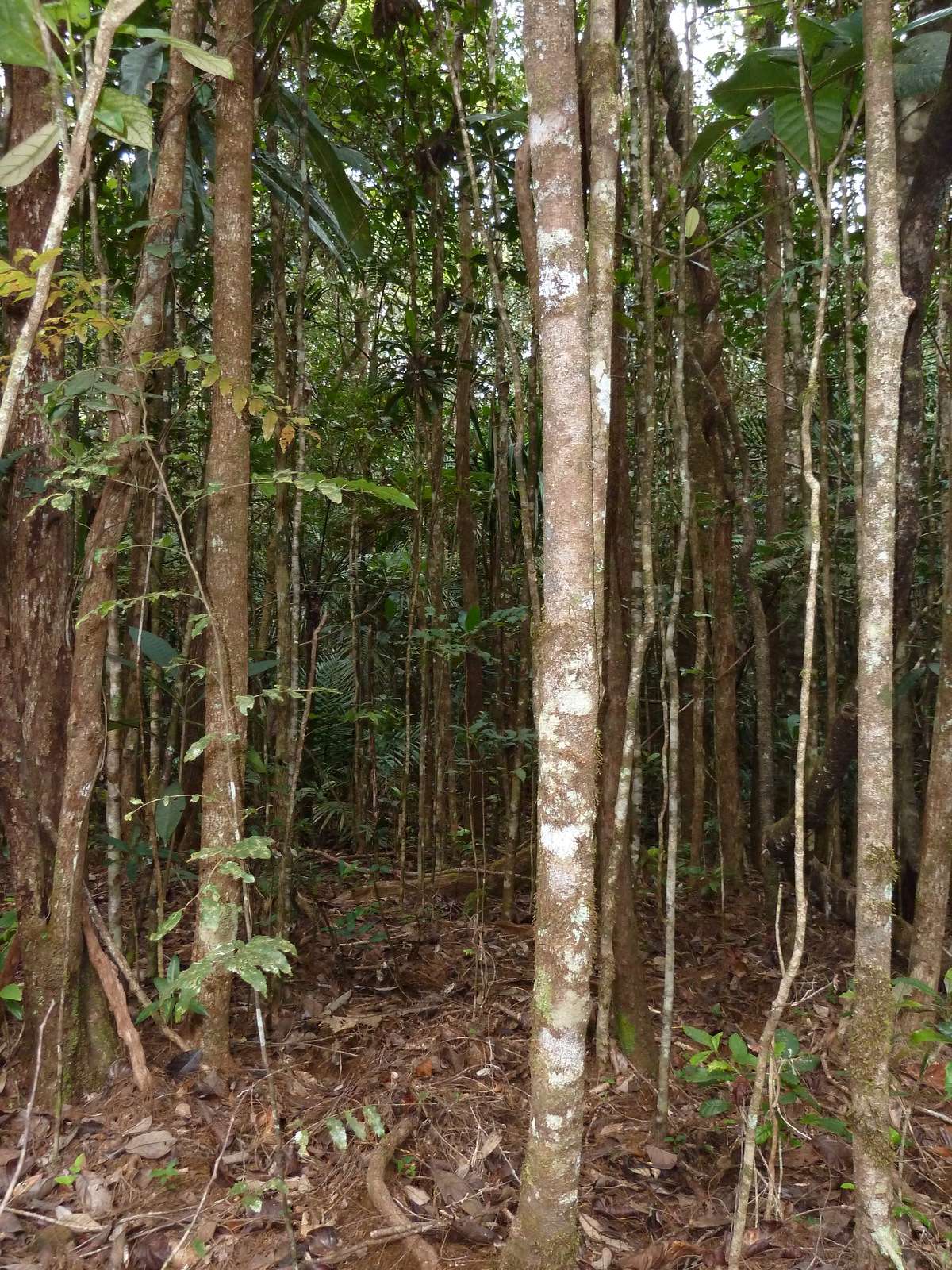 รูปถ่าย นิวแคลิโดเนีย(New Caledonia) อุทยานริเวียร์เบลอ(Parc de la Riviere Bleue) 2010-05 9