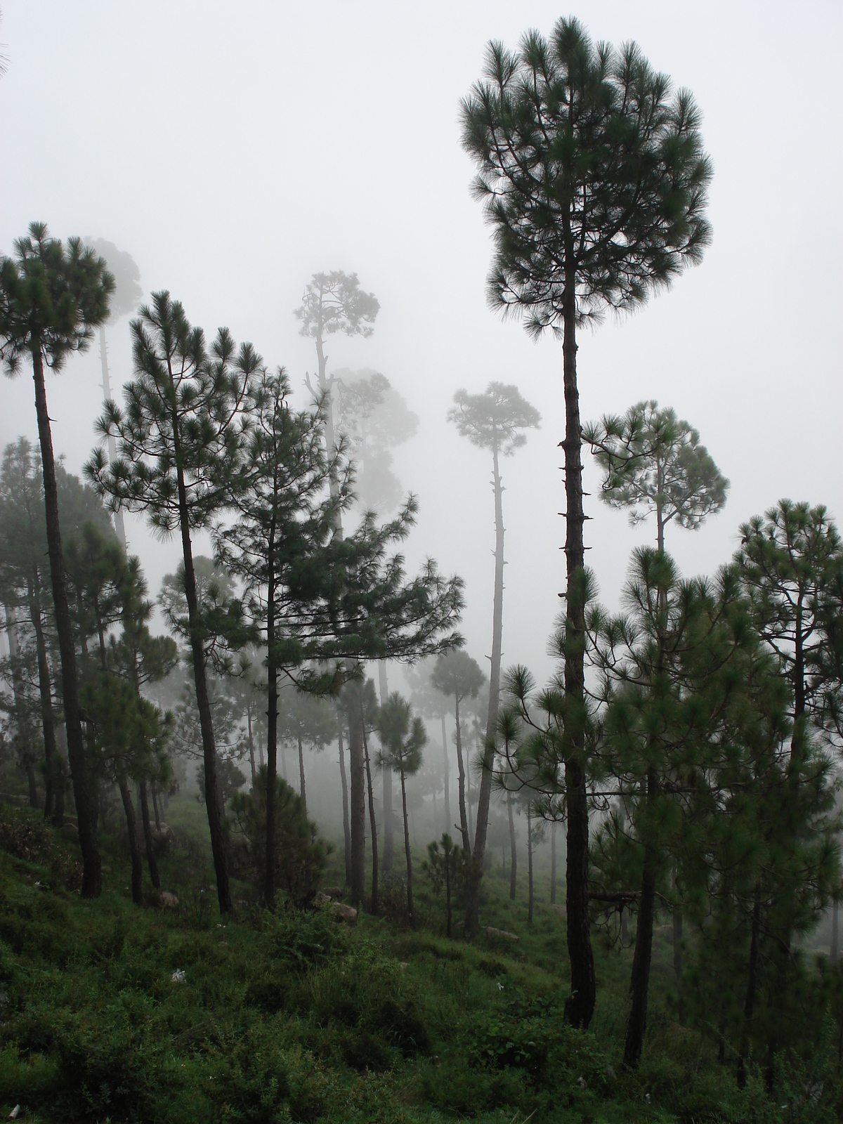 รูปถ่าย ปากีสถาน(Pakistan) มืร์รี(Murree) 2006-08 39