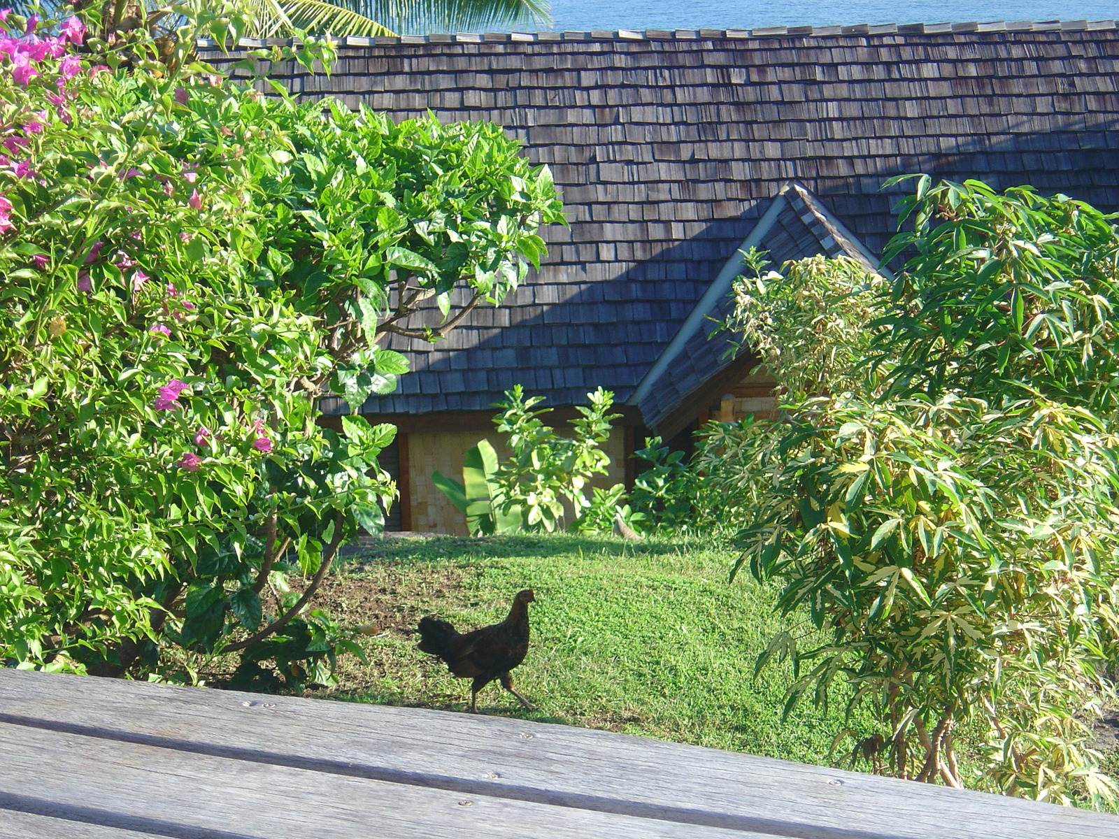 รูปถ่าย เฟรนช์โพลี่นีเซีย(Polynesia) หมู่เกาะมาร์เคซัส(Marquises) 2006-04 150