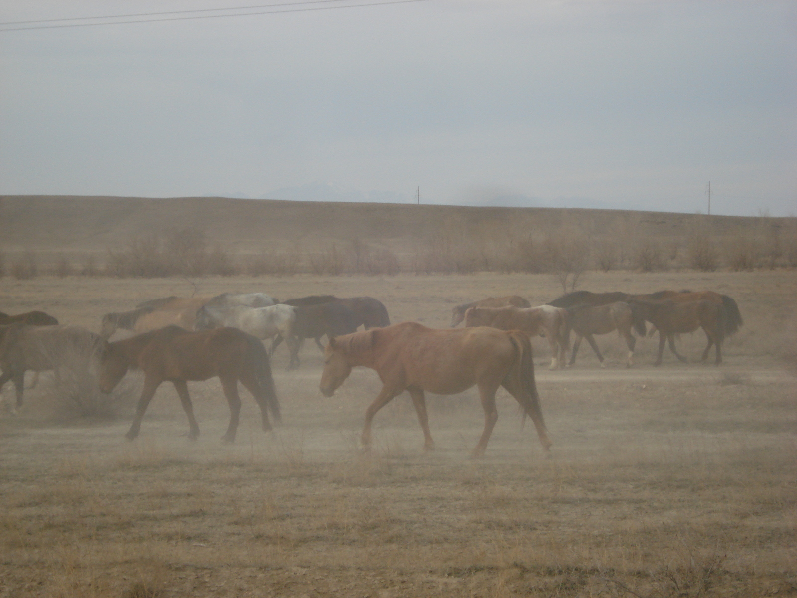 รูปถ่าย คาซัคสถาน(Kazakhstan) ถนนจากอัลมาตีไปหุบผาชารึน(Almaty to Charyn Canyon road) 2007-03 99
