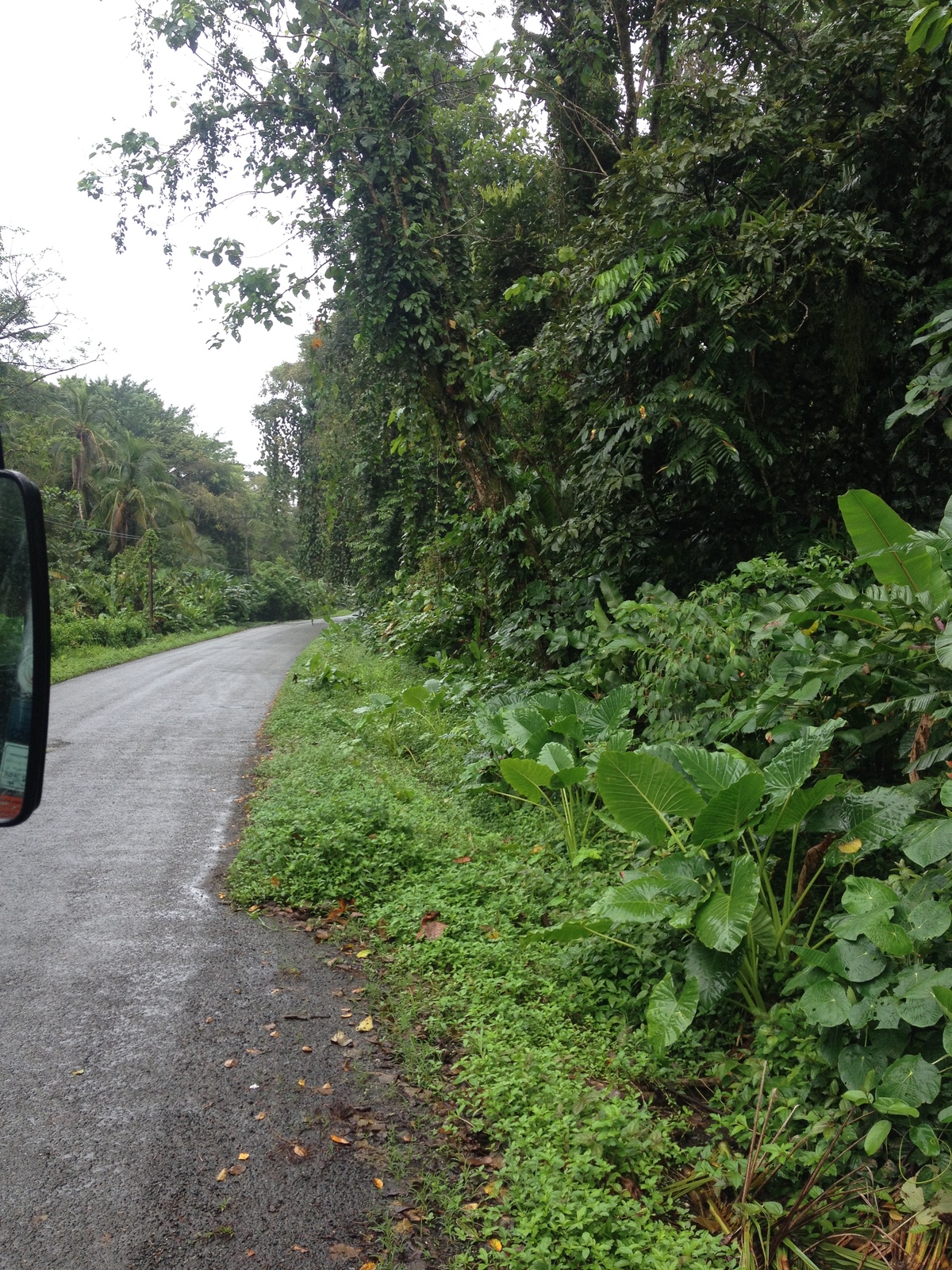 รูปถ่าย คอสตาริกา(Costa Rica) ปวยร์โตเบียโฆเดตาลามังกา(Puerto Viejo de Talamanca) 2015-03 92