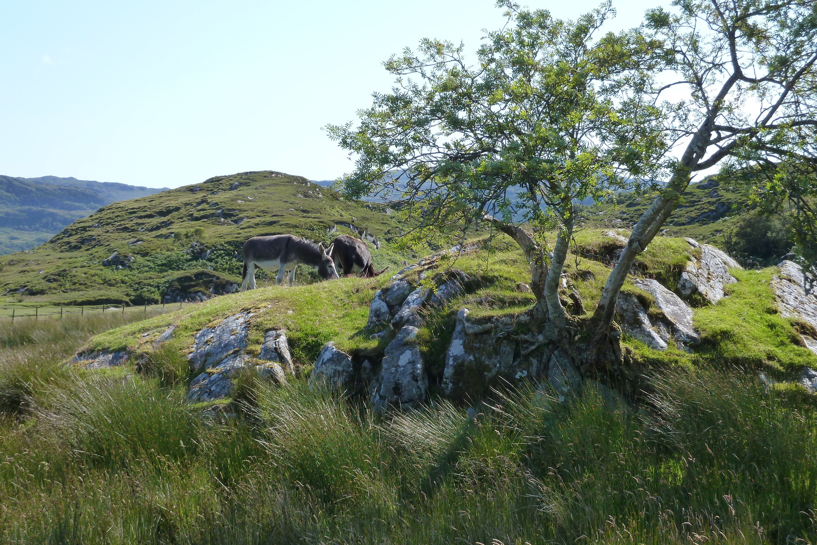 รูปถ่าย อังกฤษ(United Kingdom) สกอตแลนด์(Scotland) เซเลน(Salen) 2011-07 76