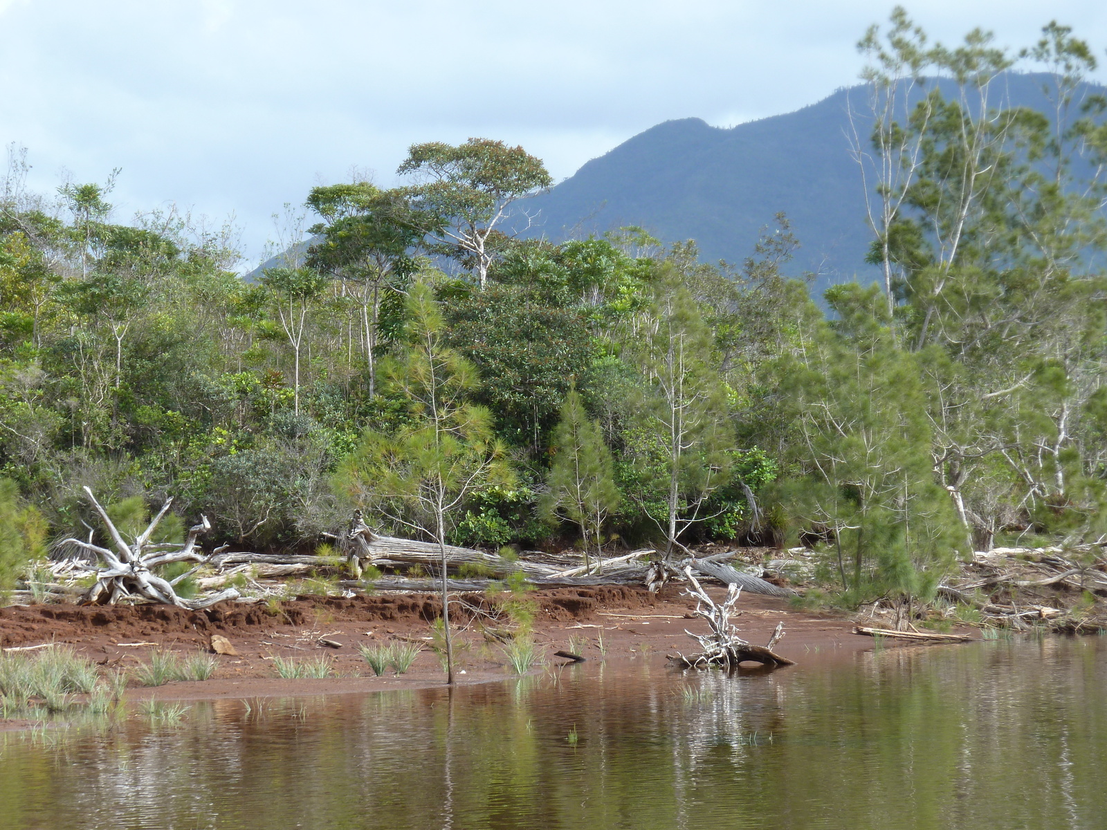รูปถ่าย นิวแคลิโดเนีย(New Caledonia) อุทยานริเวียร์เบลอ(Parc de la Riviere Bleue) 2010-05 13