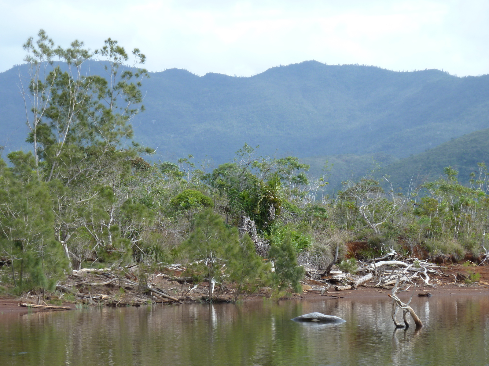 รูปถ่าย นิวแคลิโดเนีย(New Caledonia) อุทยานริเวียร์เบลอ(Parc de la Riviere Bleue) 2010-05 12