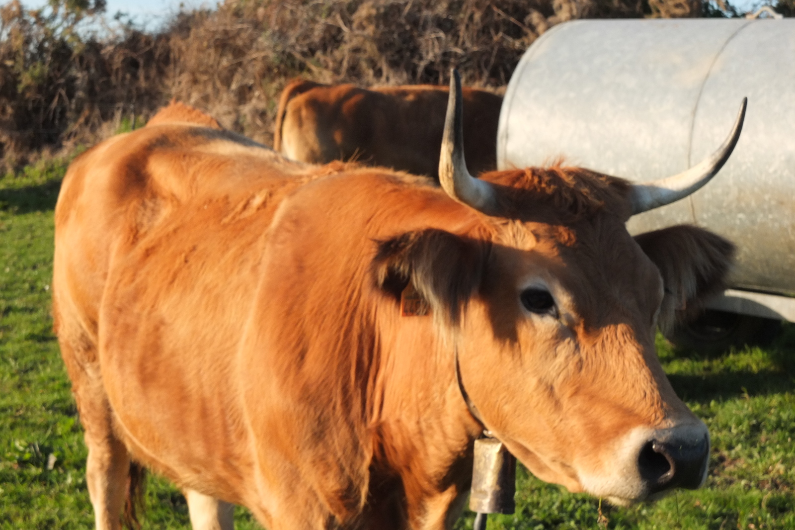รูปถ่าย สเปน(Spain) กันตาเบรีย(Cantabria) 2013-01 80