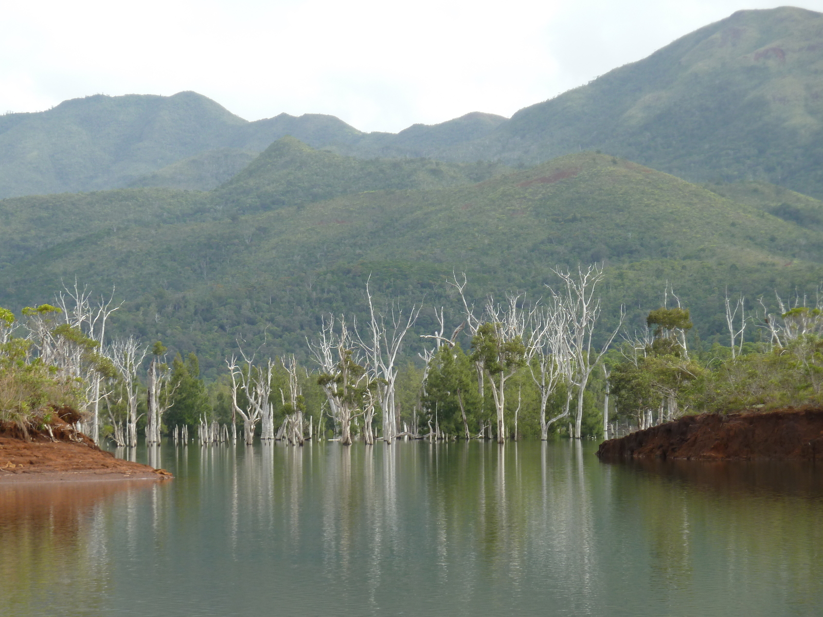 รูปถ่าย นิวแคลิโดเนีย(New Caledonia) อุทยานริเวียร์เบลอ(Parc de la Riviere Bleue) 2010-05 3