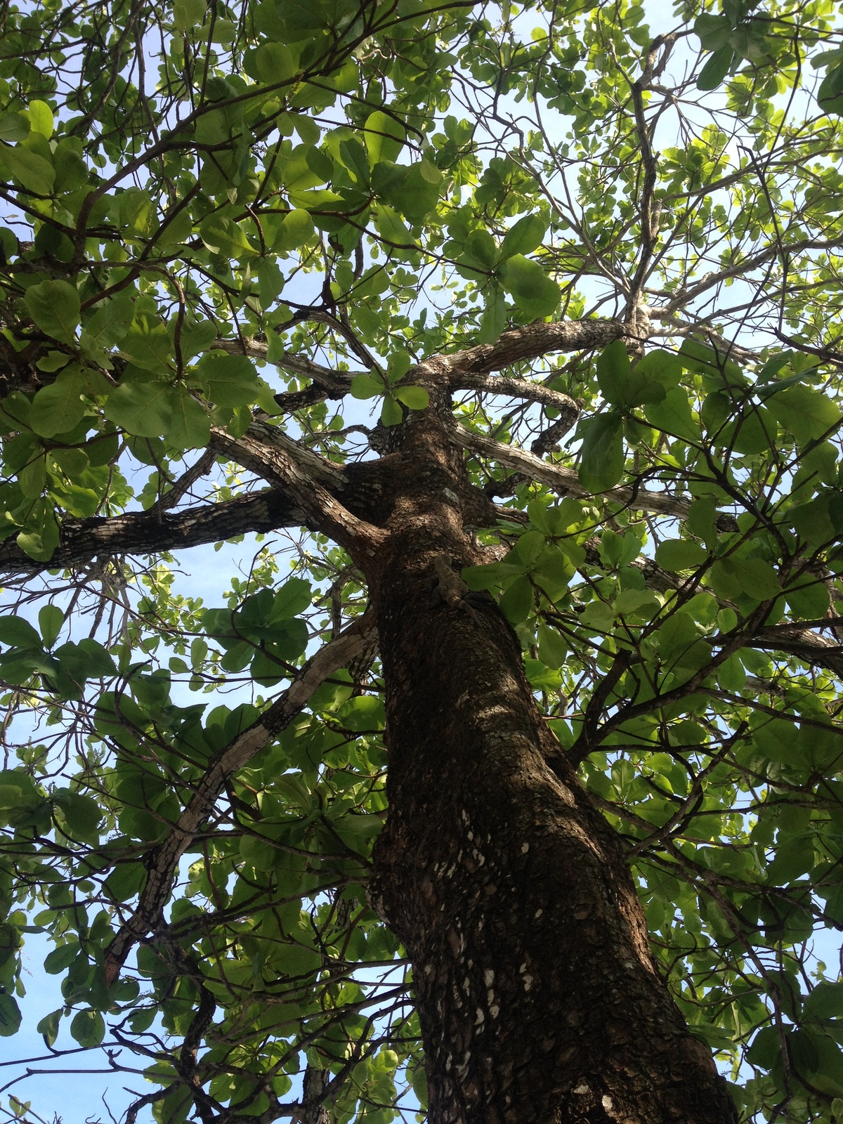 รูปถ่าย คอสตาริกา(Costa Rica) มอนเตซูมา(Montezuma) 2015-03 159