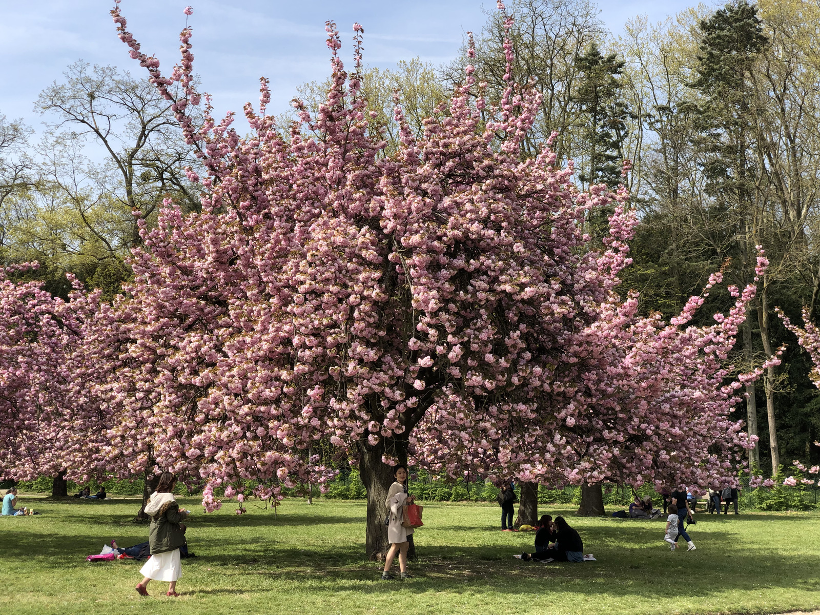 รูปถ่าย ฝรั่งเศส(France) สวนโซ(Parc de Sceaux) 2019-04 25