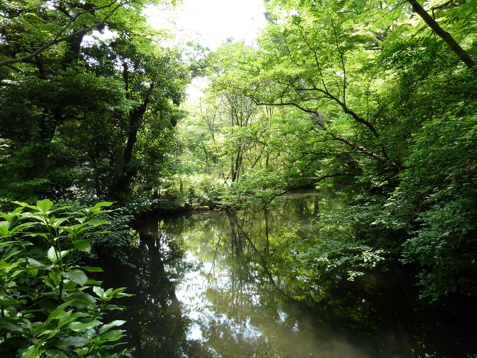 รูปถ่าย ญี่ปุ่น(Japan) โตเกียว(Tokyo) พิพิธภัณฑ์เนซุ(Nezu Museum) 2010-06 50