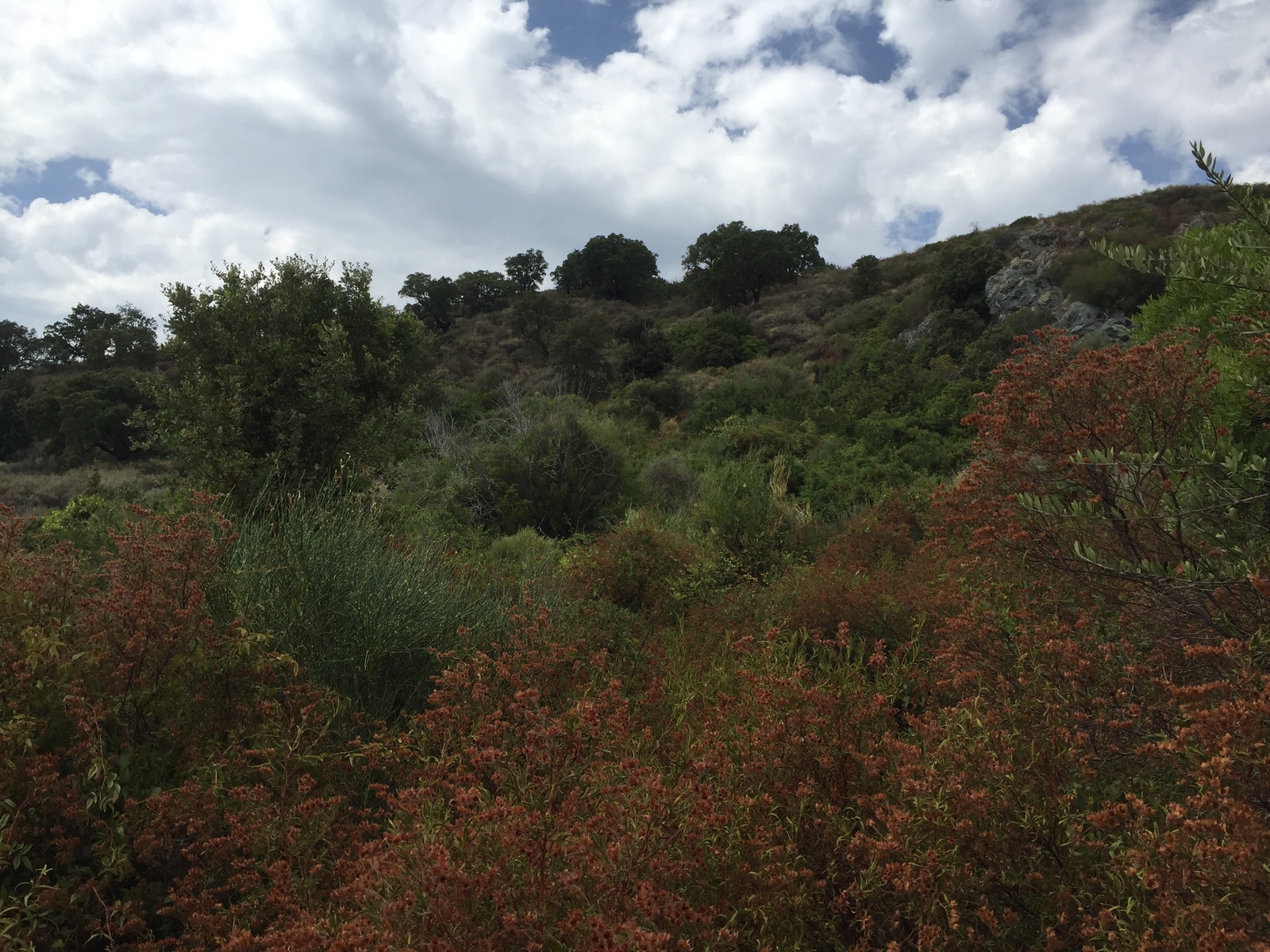 รูปถ่าย ฝรั่งเศส(France) คอร์สิคา(Corsica) ตอกซ์(Tox) 2017-09 1