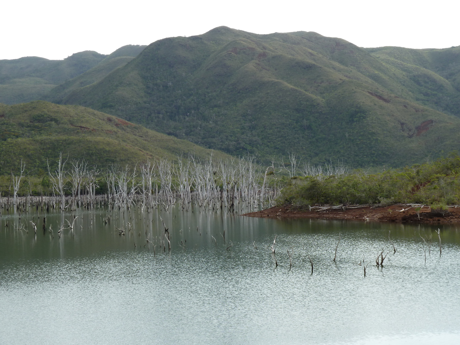 รูปถ่าย นิวแคลิโดเนีย(New Caledonia) อุทยานริเวียร์เบลอ(Parc de la Riviere Bleue) 2010-05 91