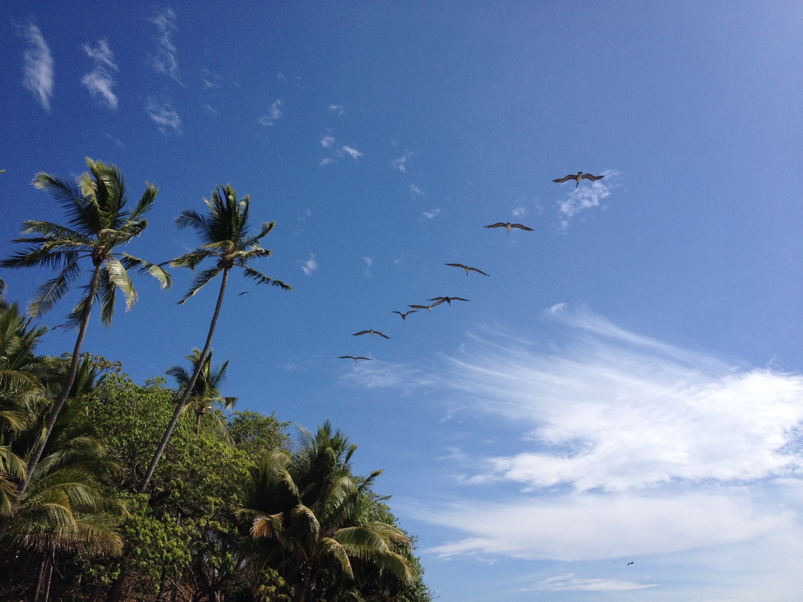 รูปถ่าย คอสตาริกา(Costa Rica) มอนเตซูมา(Montezuma) 2015-03 496