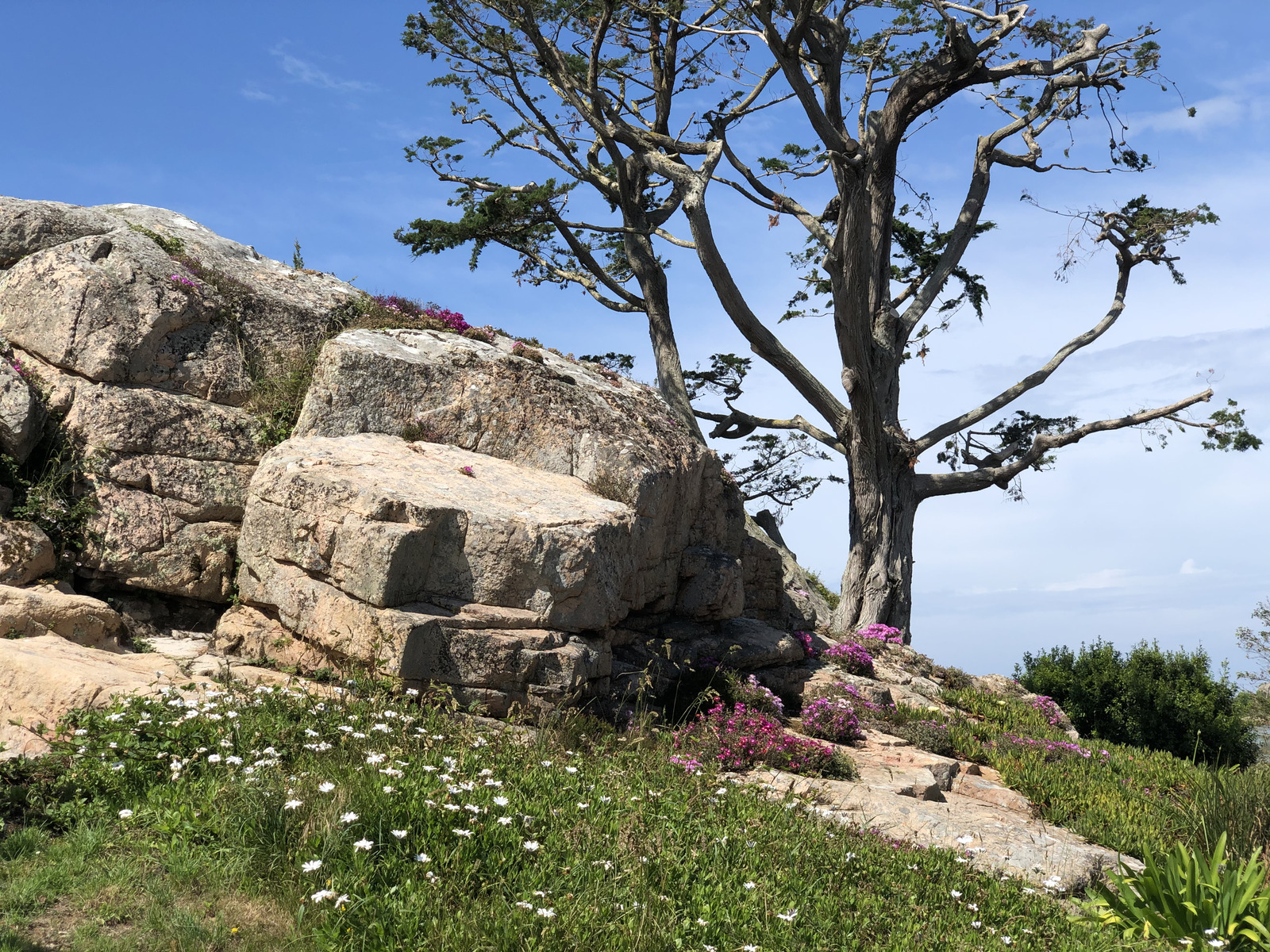 รูปถ่าย ฝรั่งเศส(France) เกาะเบรอา(Brehat Island) 2020-06 253