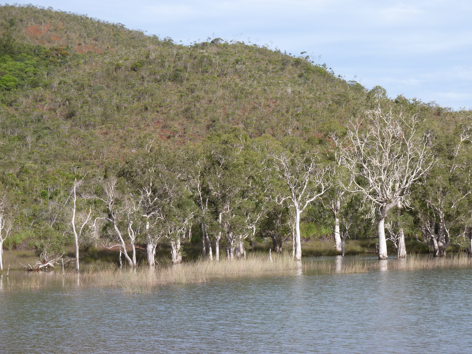 รูปถ่าย นิวแคลิโดเนีย(New Caledonia) อุทยานริเวียร์เบลอ(Parc de la Riviere Bleue) 2010-05 92