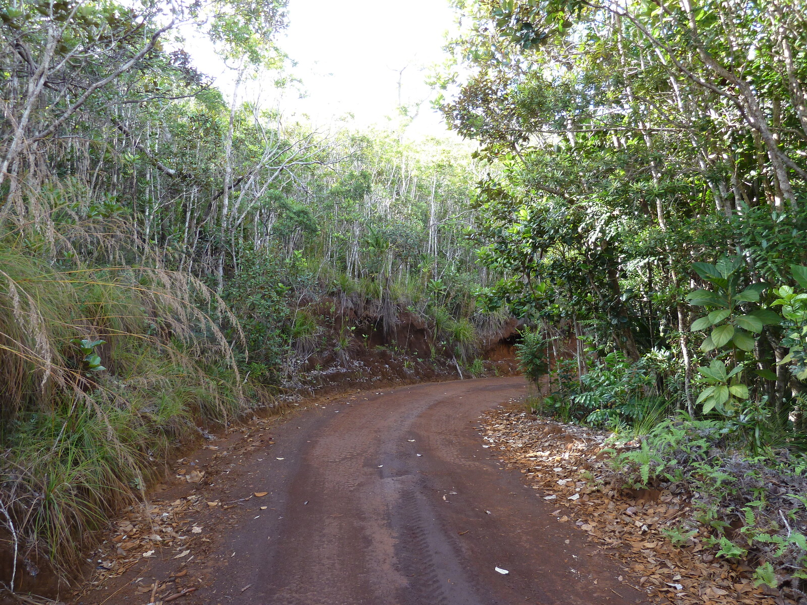 รูปถ่าย นิวแคลิโดเนีย(New Caledonia) อุทยานริเวียร์เบลอ(Parc de la Riviere Bleue) 2010-05 132