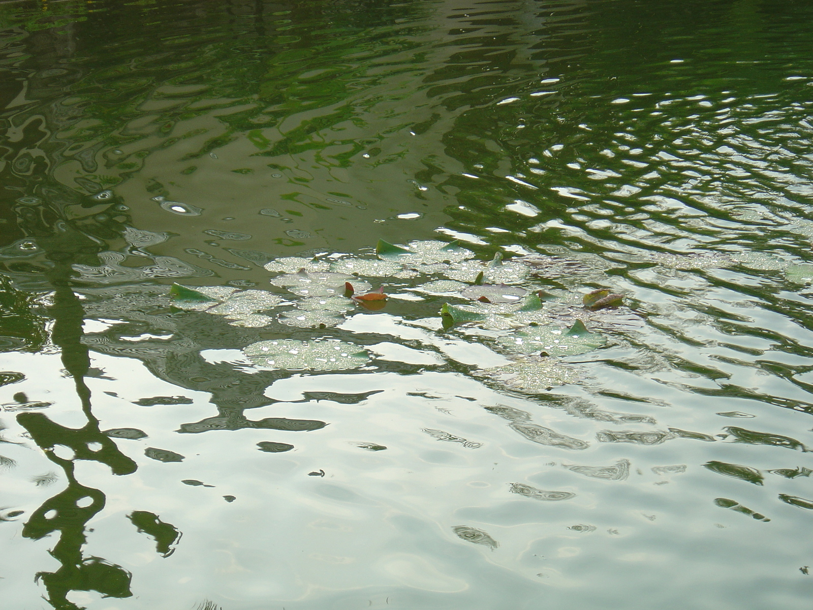 รูปถ่าย ไทย(Thailand) เขาหลัก(Khao Lak) โรงแรมเลอเมอริเดียน เขาหลัก(Meridien Khao Lak Hotel) 2005-12 308
