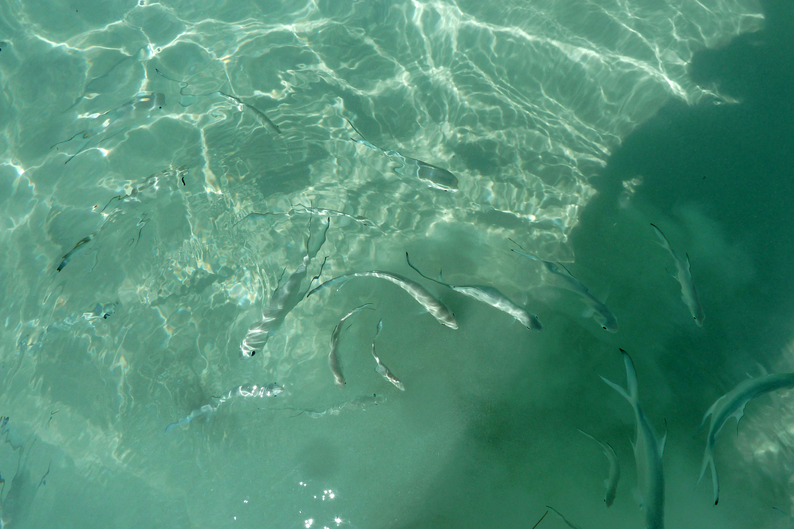 รูปถ่าย เซเชลส์(Seychelles) อ่าวอ็องส์ลาซิโอ(Anse Lazio) 2011-10 152