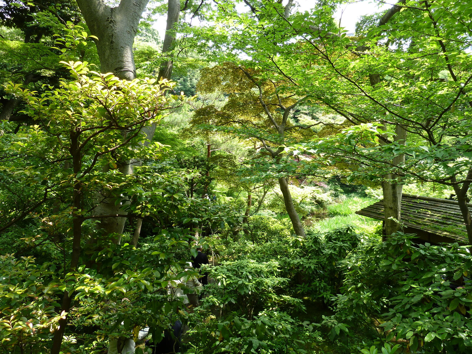 รูปถ่าย ญี่ปุ่น(Japan) โตเกียว(Tokyo) พิพิธภัณฑ์เนซุ(Nezu Museum) 2010-06 54