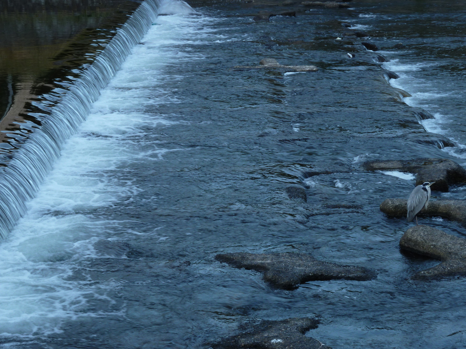 รูปถ่าย ญี่ปุ่น(Japan) เกียวโต(Kyoto) แม่น้ำคาโมะ(Kamo River) 2010-06 8