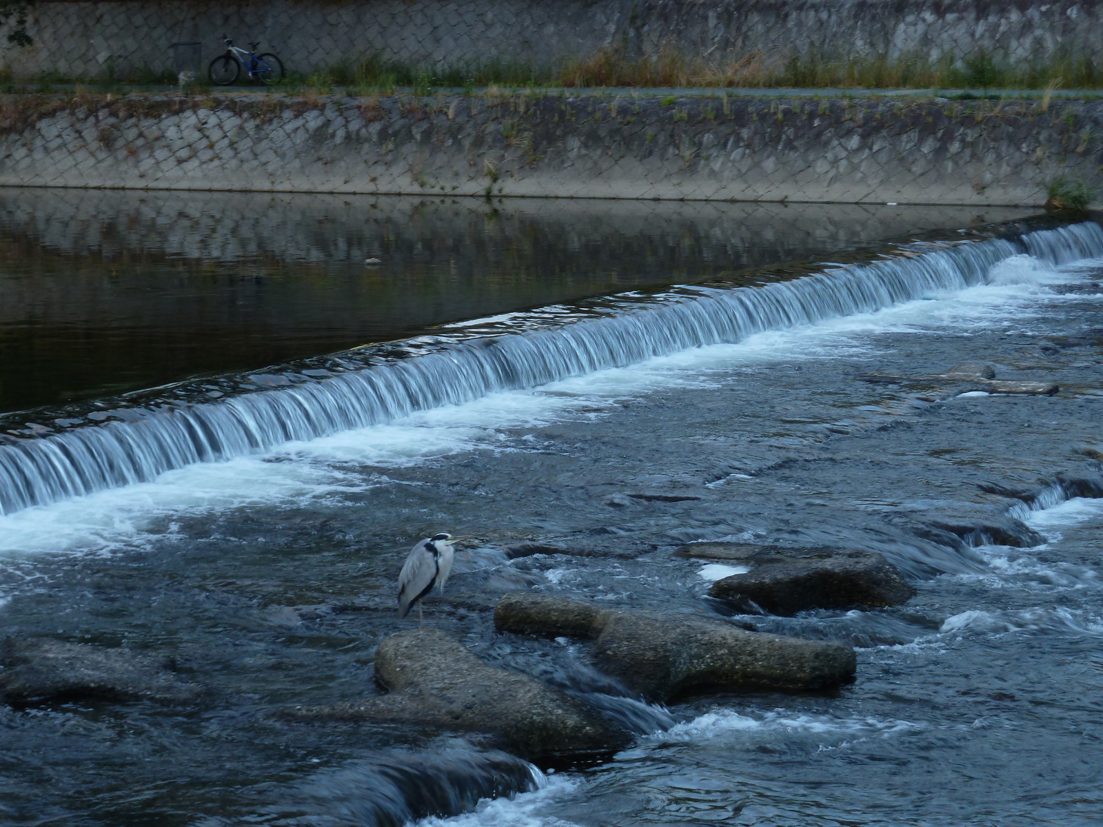 รูปถ่าย ญี่ปุ่น(Japan) เกียวโต(Kyoto) แม่น้ำคาโมะ(Kamo River) 2010-06 41