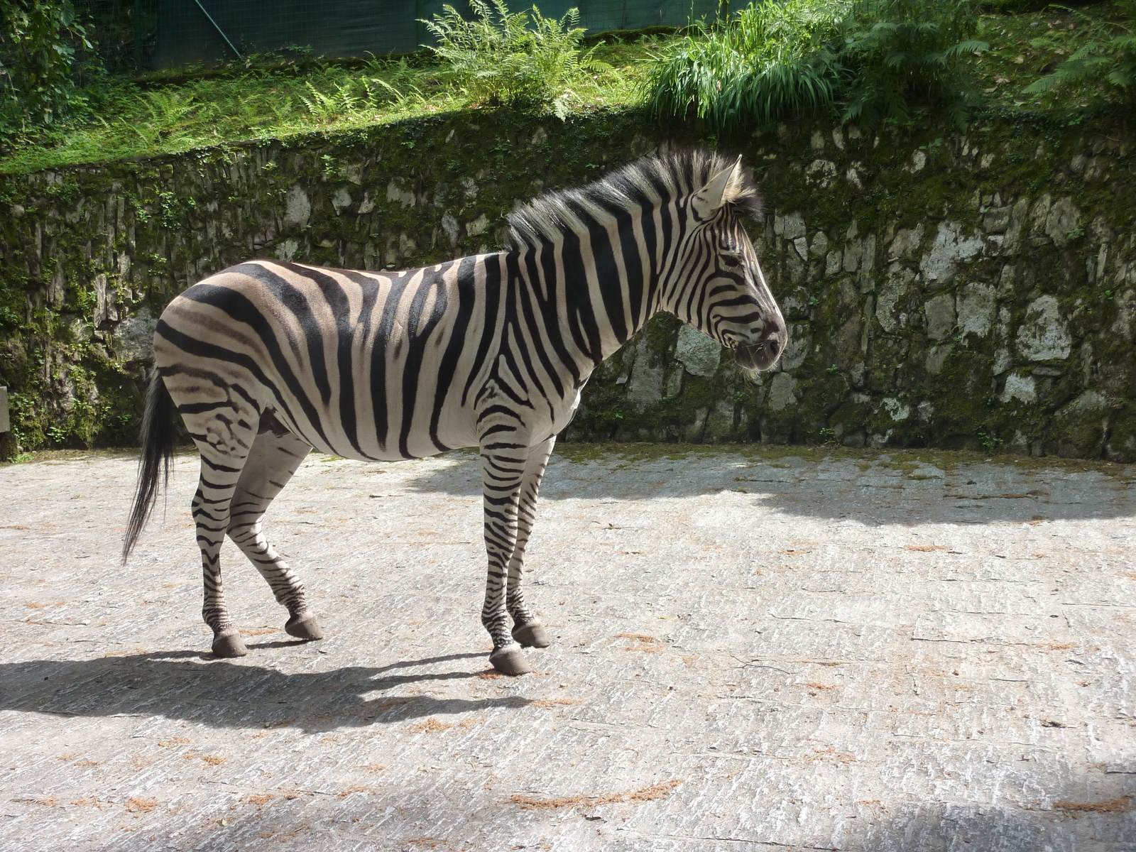 รูปถ่าย อิตาลี(Italy) วิลลาปัลลาวีชีโน(Villa Pallavicino) 2009-06 59