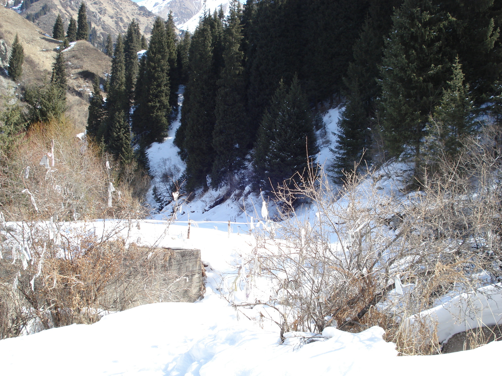 รูปถ่าย คาซัคสถาน(Kazakhstan) อุทยานแห่งชาติอีเลอาลาเตา(Ile Alatau National Park) 2007-03 37