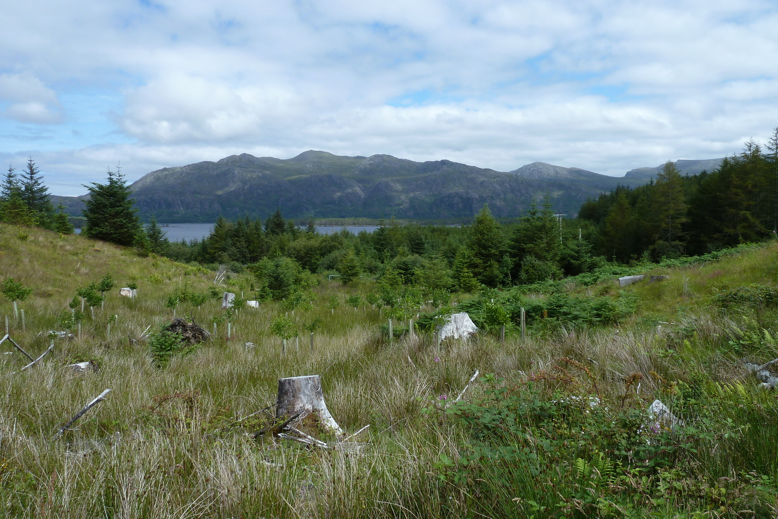 รูปถ่าย อังกฤษ(United Kingdom) สกอตแลนด์(Scotland) ทะเลสาบลอคมารี(Loch Maree) 2011-07 31