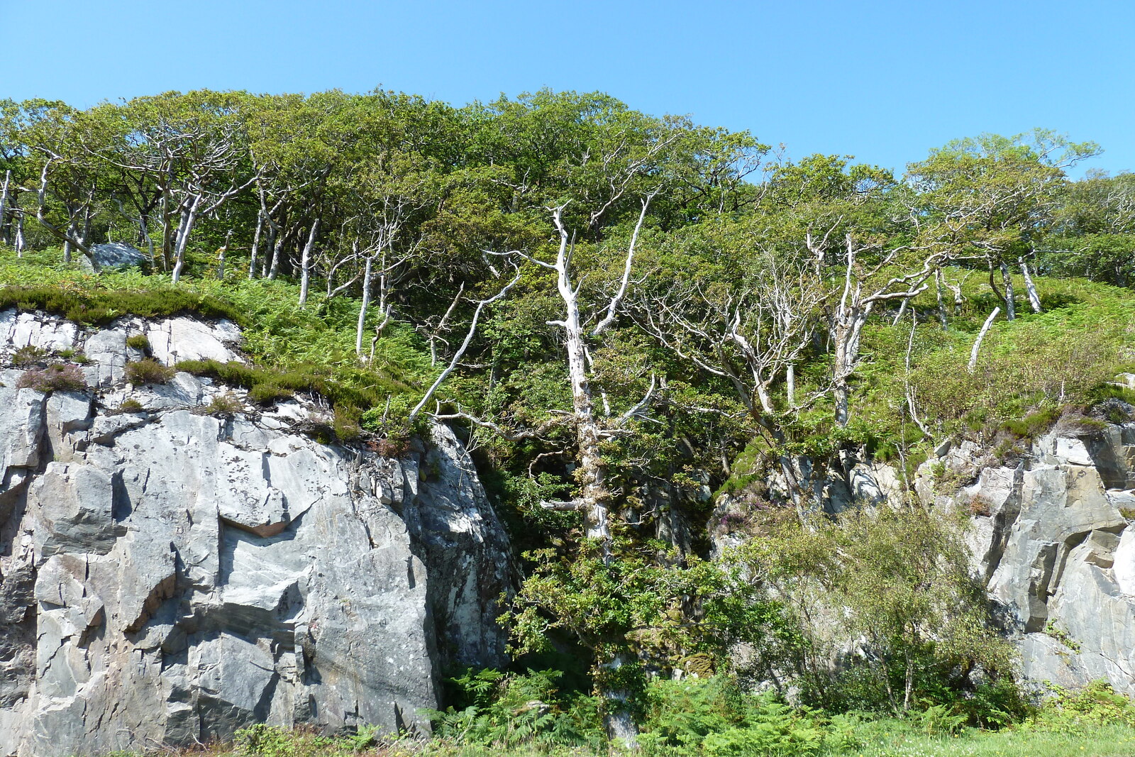 รูปถ่าย อังกฤษ(United Kingdom) สกอตแลนด์(Scotland) เซเลน(Salen) 2011-07 90