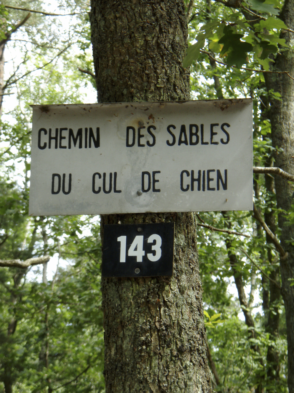รูปถ่าย ฝรั่งเศส(France) ฟงเทนโบล(Fontainebleau) ทัวร์ป่า(Circuit des 25 bosses) 2007-08 70