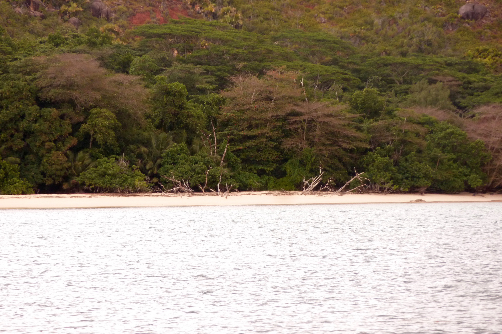 รูปถ่าย เซเชลส์(Seychelles) เกาะกูรีเยิซ(Curieuse) 2011-10 41