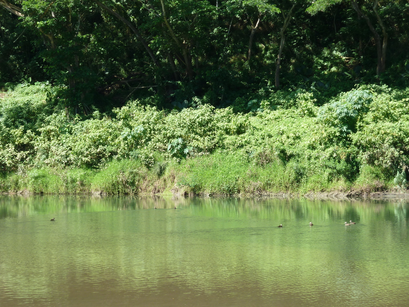 รูปถ่าย ฟิจิ(Fiji) แม่น้ำซิงกาโตกา(Sigatoka river) 2010-05 88