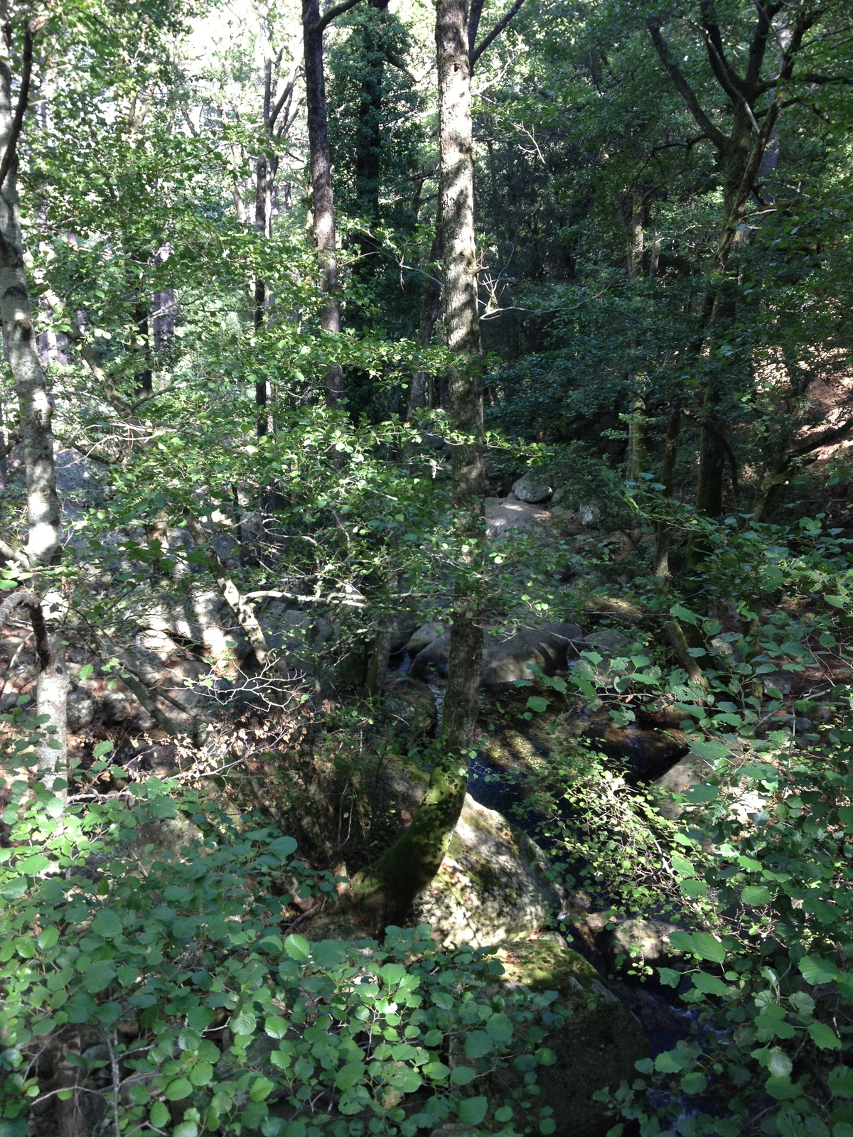 รูปถ่าย ฝรั่งเศส(France) คอร์สิคา(Corsica) บาแวลลา(Bavella) 2012-09 47