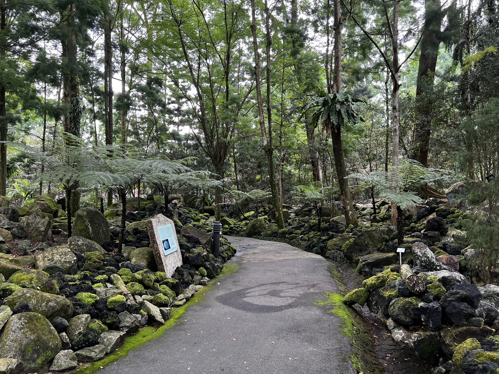 รูปถ่าย สิงคโปร์(Singapore) สวนพฤกษศาสตร์สิงคโปร์(Singapore Botanic Gardens) 2023-01 12